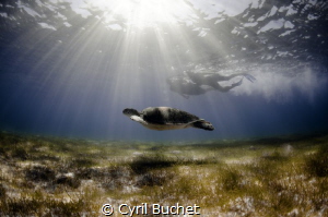 Green sea turtle (Chelonia mydas) by Cyril Buchet 